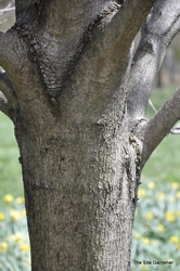 Acer platanoides 'Royal Red' — photo 2